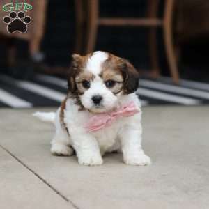 Darla, Cavachon Puppy